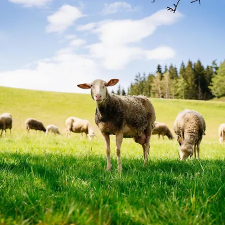 Biohof Abraham - Hofkaeserei *