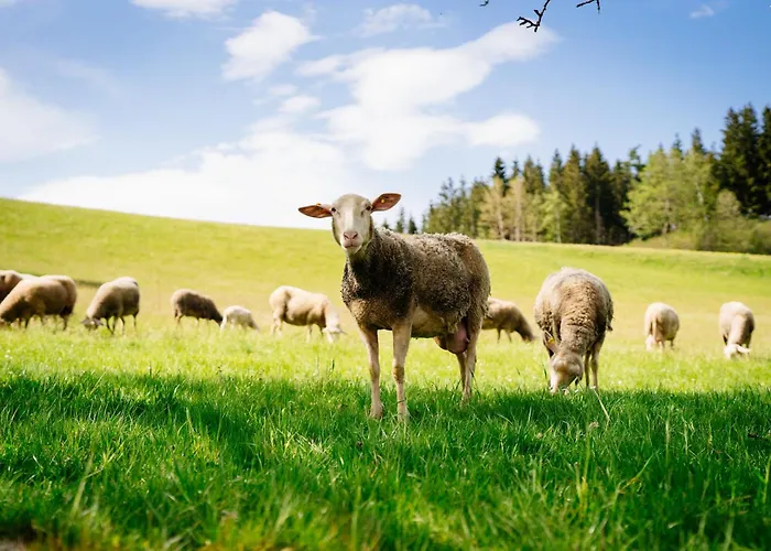Biohof Abraham - Hofkäserei *